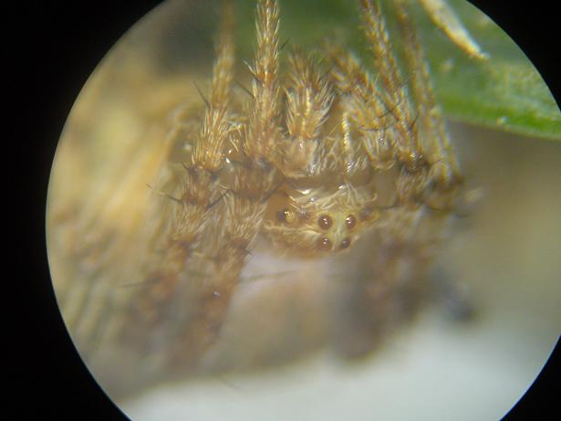 Araneus sp.